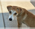 Small #1 Mutt