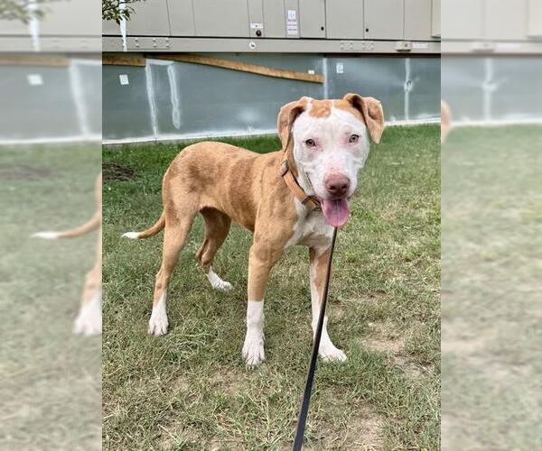 Medium Photo #2 Mutt Puppy For Sale in Forestville, MD, USA