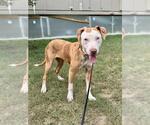 Small #1 Mutt