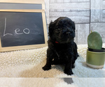 Small Photo #6 Cavapoo Puppy For Sale in LEICESTER, NC, USA