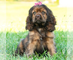 Small Photo #31 Cocker Spaniel Puppy For Sale in WARSAW, IN, USA