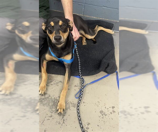 Medium Photo #1 Australian Kelpie-Unknown Mix Puppy For Sale in Tallahassee, FL, USA