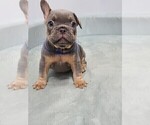 Small Photo #4 French Bulldog Puppy For Sale in EDMOND, OK, USA
