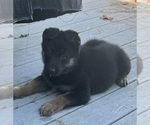 Litter of 4 - Male German Shepherd DogLitter of Puppies for Sale - Photo #2