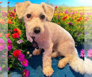 Bichon Frise Dog for Adoption in St. Louis Park, Minnesota USA