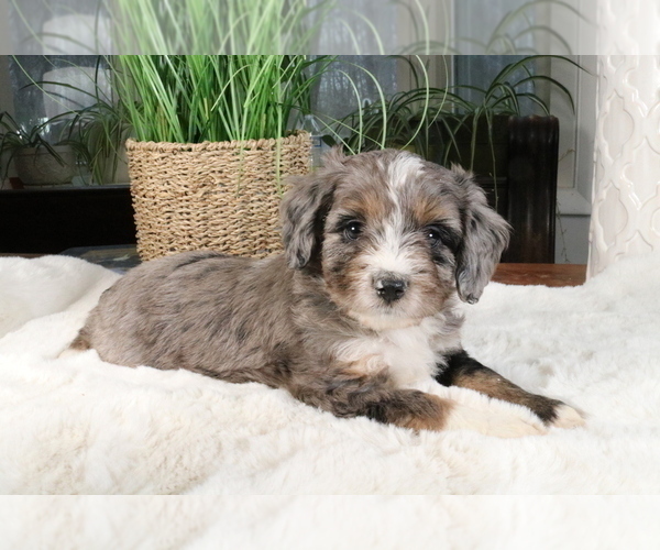 Medium Photo #584 Aussiedoodle Miniature  Puppy For Sale in STAFFORD, VA, USA