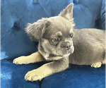Small Photo #15 French Bulldog Puppy For Sale in COLORADO SPRINGS, CO, USA