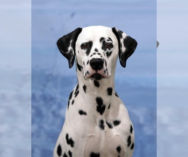 Medium Photo #10 Dalmatian Puppy For Sale in WEBSTER, NY, USA