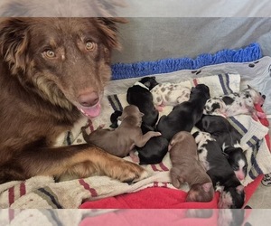Border-Aussie Puppy for Sale in BLUE RIVER, Wisconsin USA