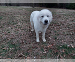 Small #8 Great Pyrenees