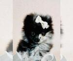Small #10 Pomeranian