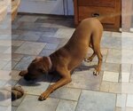 Small Photo #1 Boxer-Doberman Pinscher Mix Puppy For Sale in Dublin, OH, USA