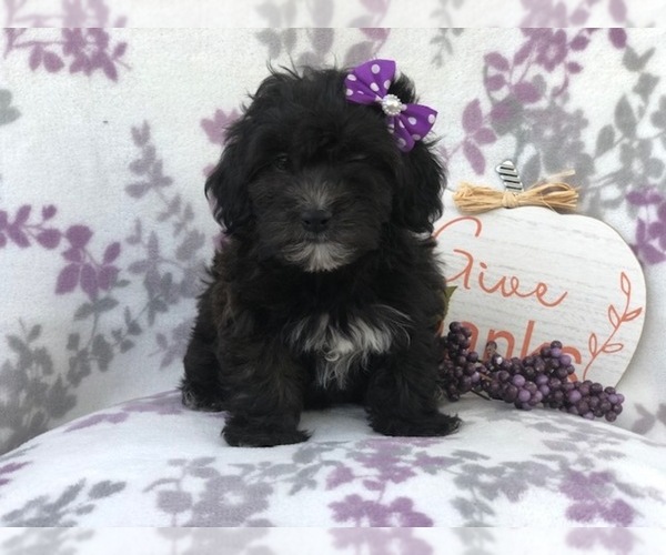 Medium Photo #10 Shih-Poo Puppy For Sale in LAKELAND, FL, USA