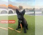 Small Photo #2 Chow Chow-Unknown Mix Puppy For Sale in Visalia, CA, USA