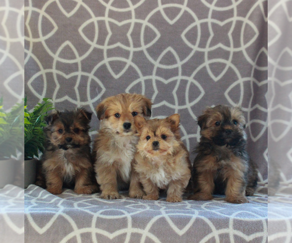 Medium Photo #2 Maltipoo Puppy For Sale in GORDONVILLE, PA, USA