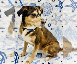 Siberian Husky-Unknown Mix Dogs for adoption in Manahawkin, NJ, USA