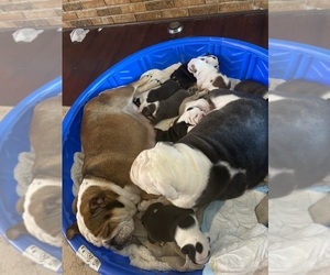 Mother of the English Bulldog puppies born on 12/12/2021
