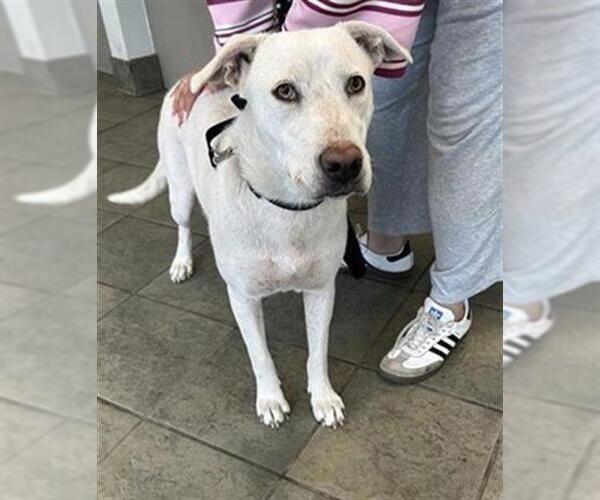 Medium Photo #1 Labrador Retriever-Unknown Mix Puppy For Sale in San Antonio, TX, USA