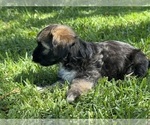 Small Photo #13 Havanese Puppy For Sale in BRISBANE, CA, USA
