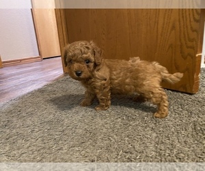 Poodle (Toy) Puppy for sale in GRANBY, MO, USA