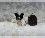 Small Photo #48 Shiranian Puppy For Sale in HAYWARD, CA, USA
