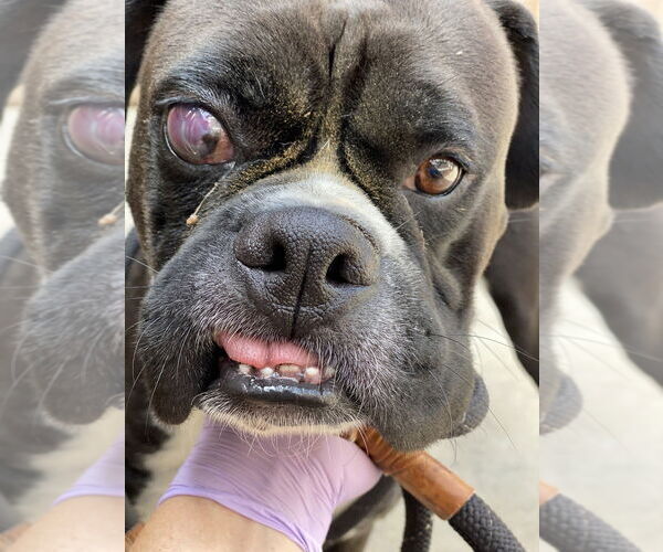 Medium Photo #2 Boxer Puppy For Sale in Austin, TX, USA