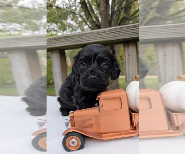 Medium Photo #5 Cock-A-Poo Puppy For Sale in SALEM, MO, USA