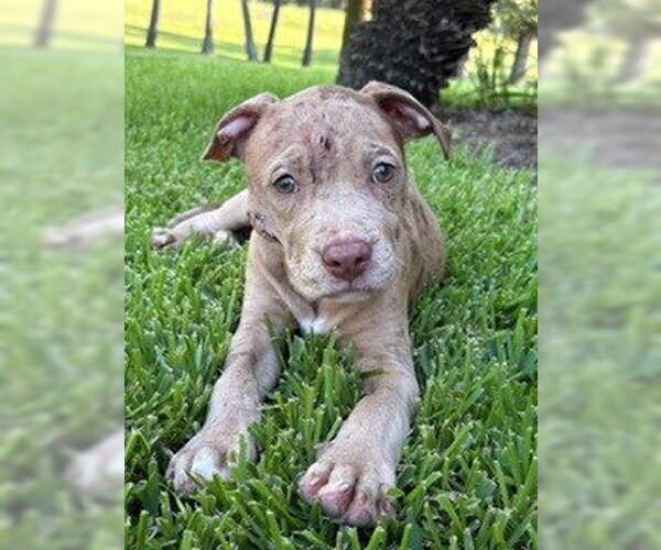 Medium Photo #1 Mutt Puppy For Sale in Shreveport, LA, USA