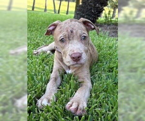 Mutt Dogs for adoption in Shreveport, LA, USA