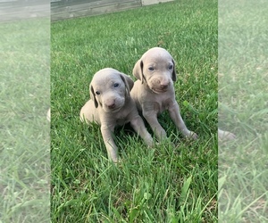 Weimaraner Puppy for sale in PAOLI, IN, USA