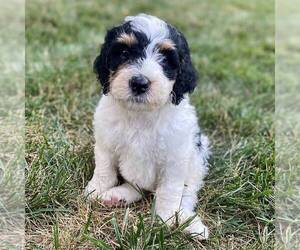 Medium Bernedoodle