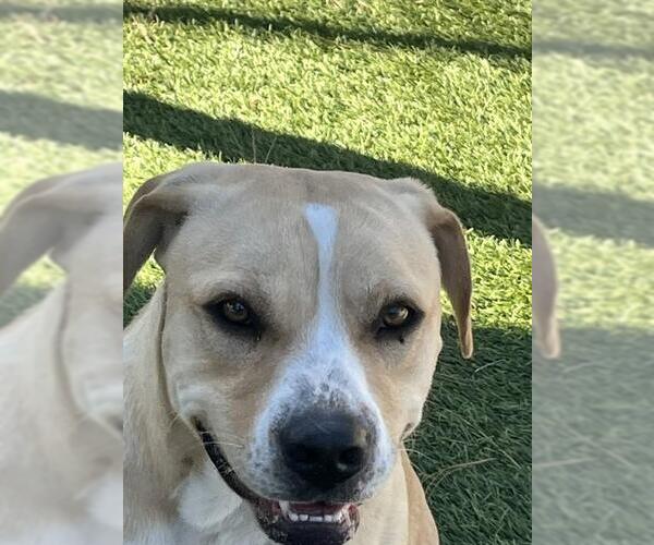 Medium Photo #1 Mutt Puppy For Sale in Downey, CA, USA