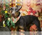 Small Doberman Pinscher