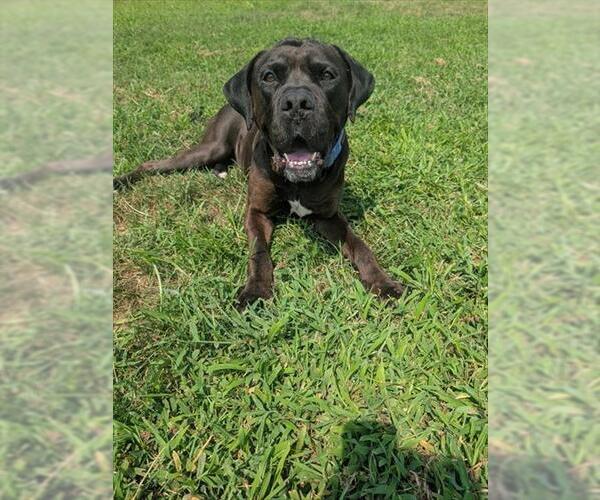Medium Photo #3 Mutt Puppy For Sale in Forestville, MD, USA