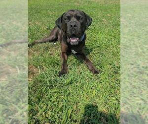 *CHICAGO - Male Mutt Dog for Adoption - Photo #3