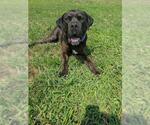 Small Photo #3 Mutt Puppy For Sale in Forestville, MD, USA