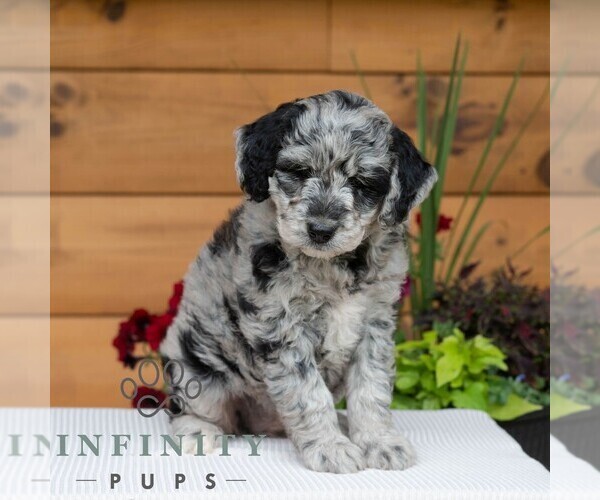 Medium Photo #4 Goldendoodle Puppy For Sale in ROARING SPRING, PA, USA