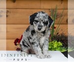 Small #3 Goldendoodle