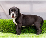 Small #5 Great Dane