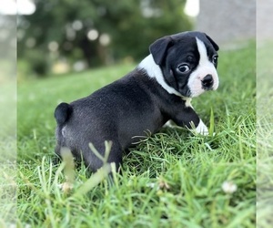 Boston Terrier Puppy for sale in WASHBURN, MO, USA