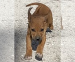 Small Photo #93 Rhodesian Ridgeback Puppy For Sale in MORONGO VALLEY, CA, USA