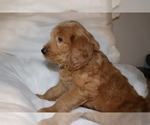 Small Photo #4 Labradoodle Puppy For Sale in ORLANDO, FL, USA