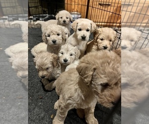 Double Doodle Puppy for sale in GOSHEN, IN, USA