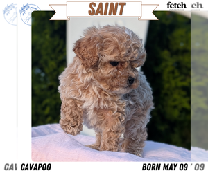 Medium Cavapoo (Miniature)