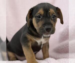 Chalk Pup - Dover - Male Colonial Cocker Spaniel-Unknown Mix Dog for Adoption - Photo #3