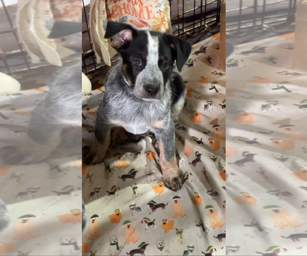 Medium Photo #1 Mutt Puppy For Sale in Garden City, NY, USA