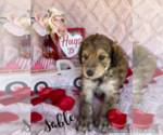 Puppy 6 Aussie-Poo-Aussiedoodle Mix