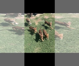 American Staffordshire Terrier-German Shepherd Dog Mix Puppy for sale in FORT WORTH, TX, USA