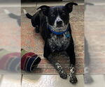 Small American Pit Bull Terrier Mix