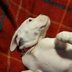 Small Photo #288 Dogo Argentino Puppy For Sale in PINEVILLE, MO, USA